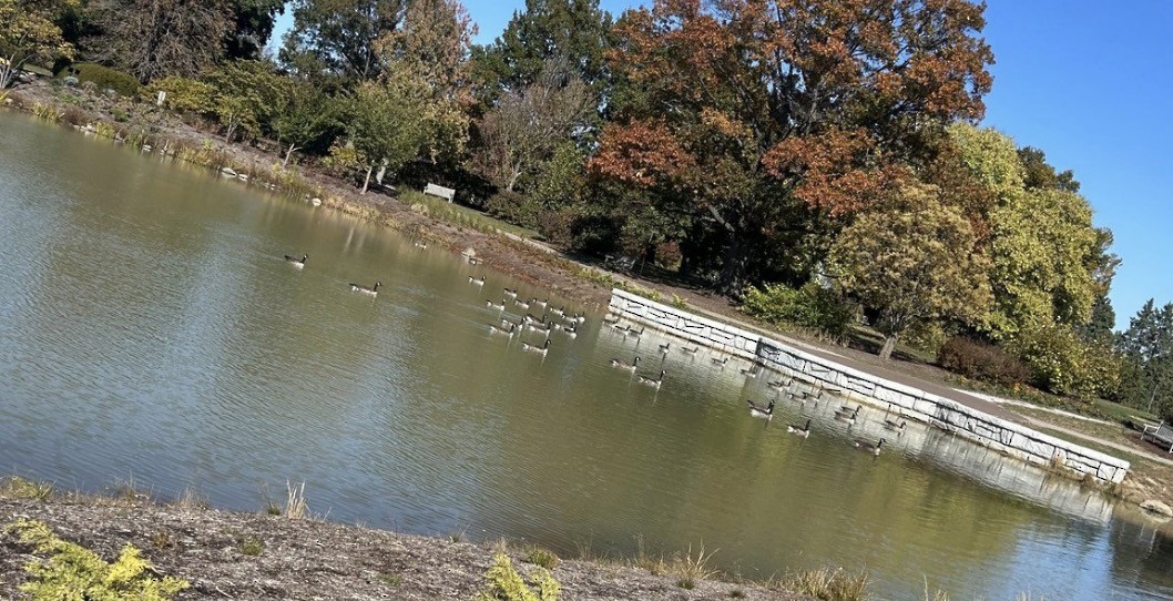 Canada Goose (canadensis Group) - ML646073728