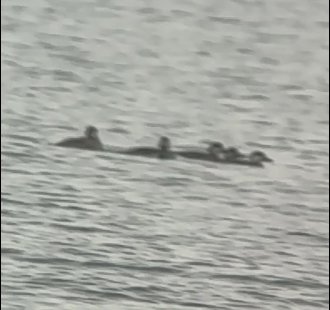 turpan žlutozobý - ML646073760