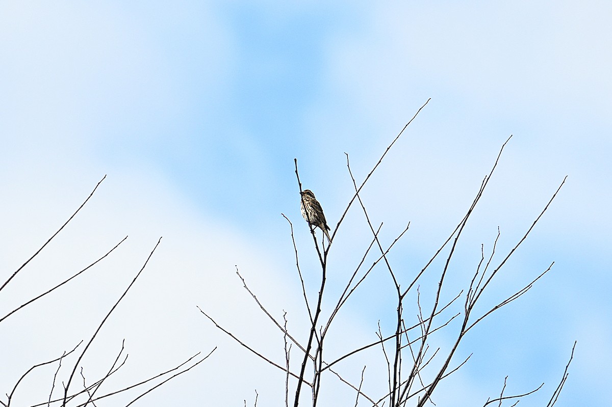 purpurfink - ML646073779