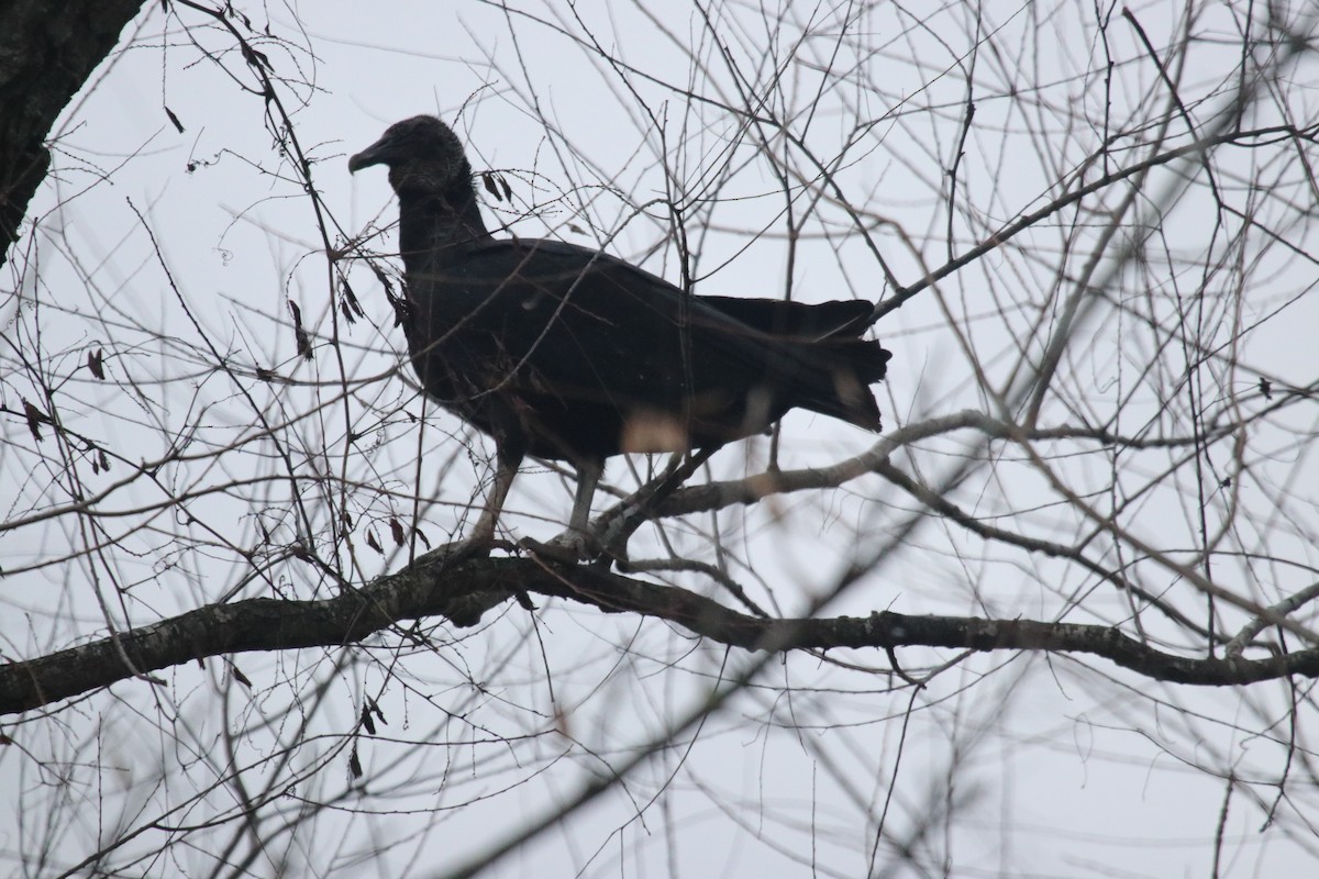 Black Vulture - ML646073780