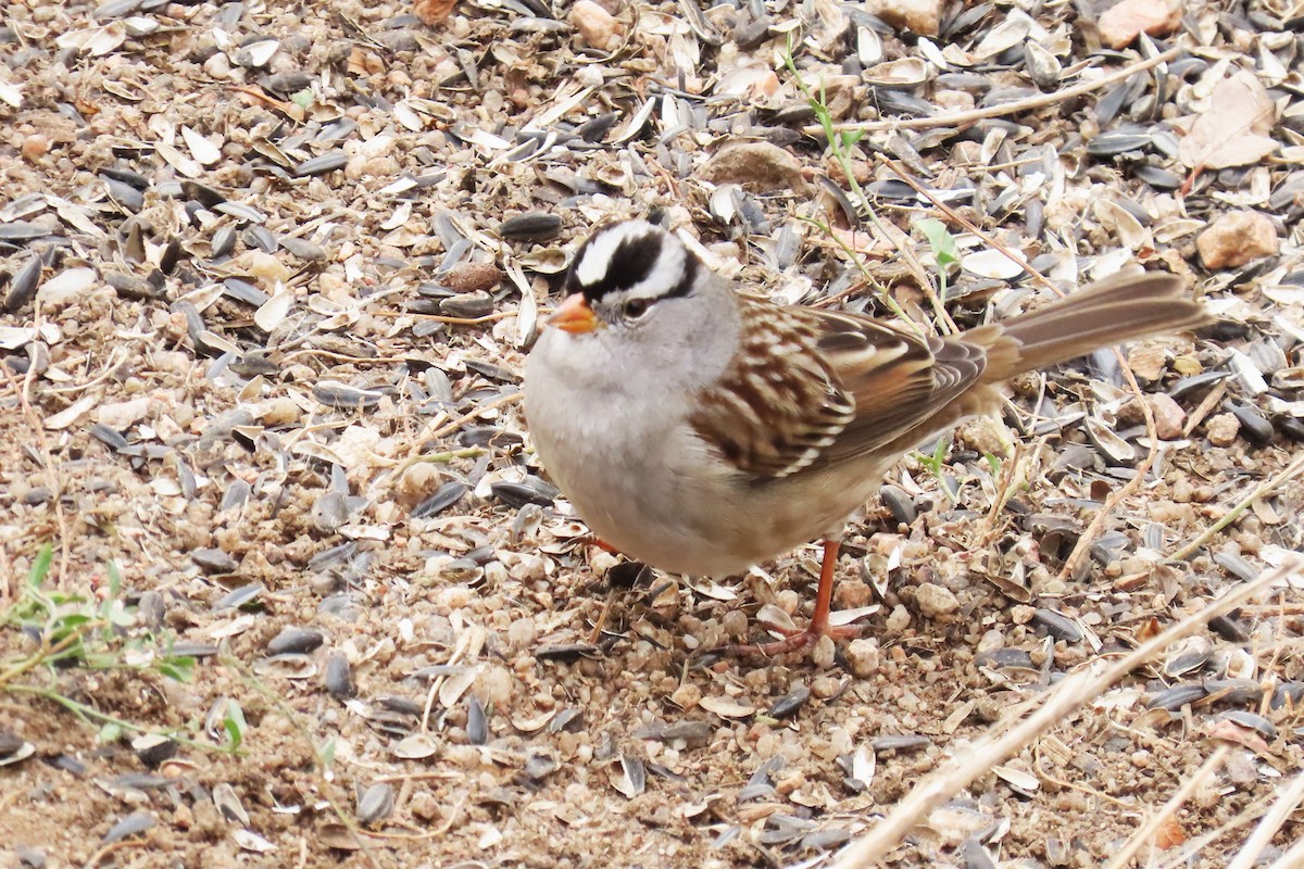 strnadec bělopásý - ML646073786