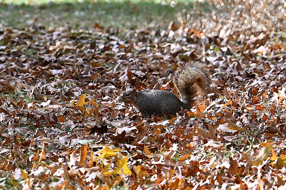 Eastern Fox Squirrel - ML646073795
