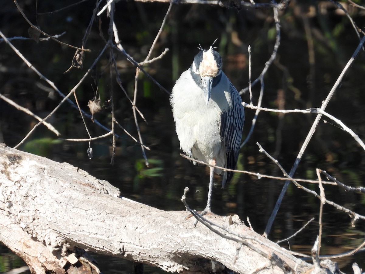 Yellow-crowned Night Heron - ML646073809