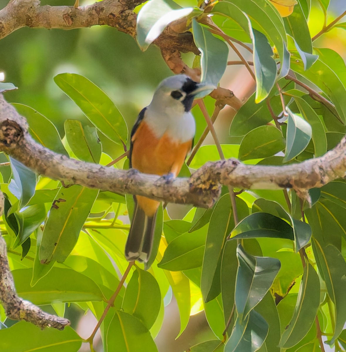 Black-winged Monarch - ML646073810
