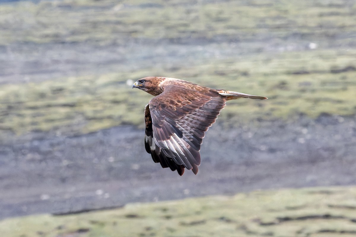 Upland Buzzard - ML646073819
