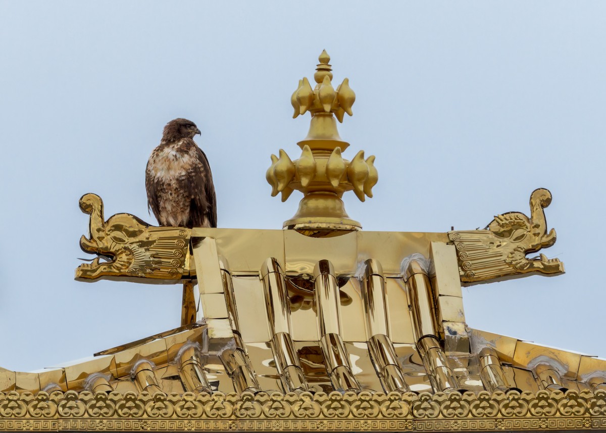 Upland Buzzard - ML646073820