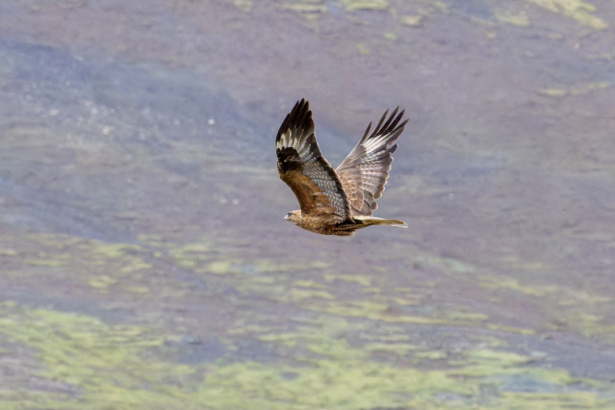 Upland Buzzard - ML646073821