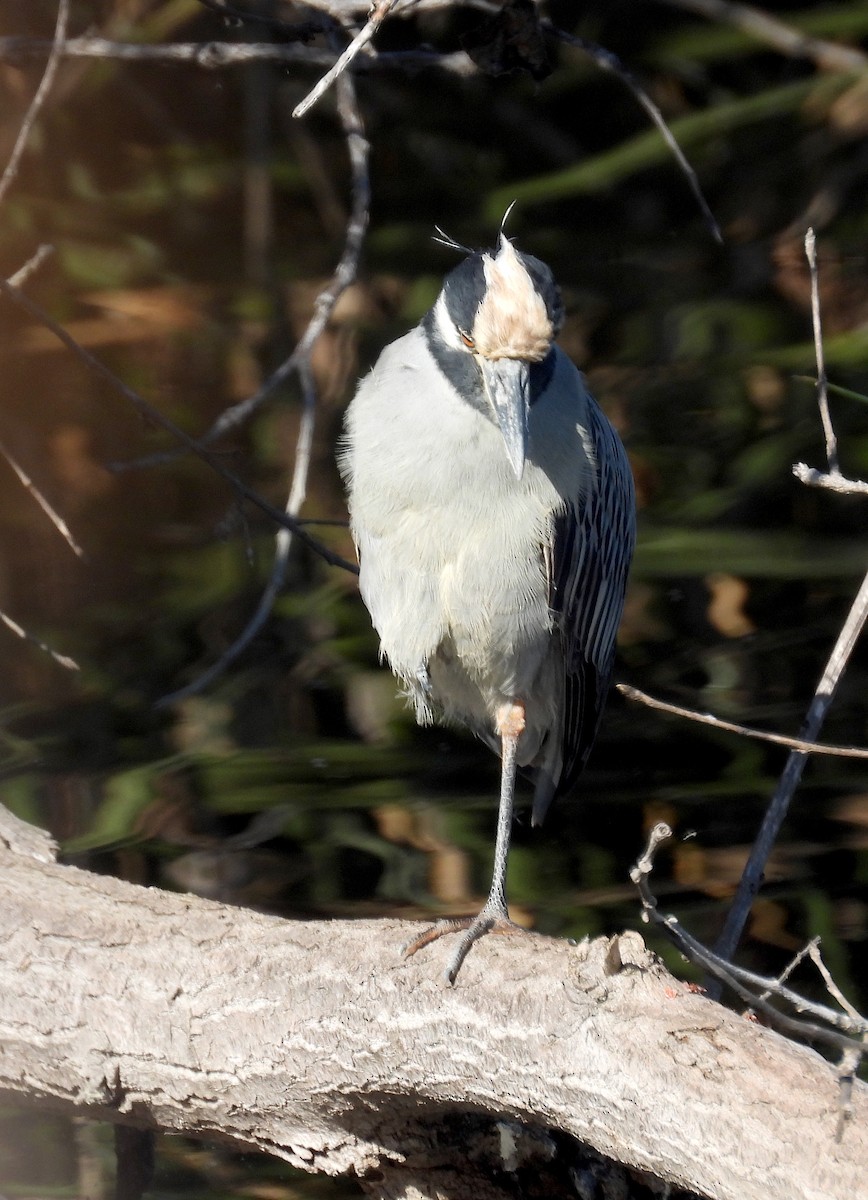 Yellow-crowned Night Heron - ML646073822