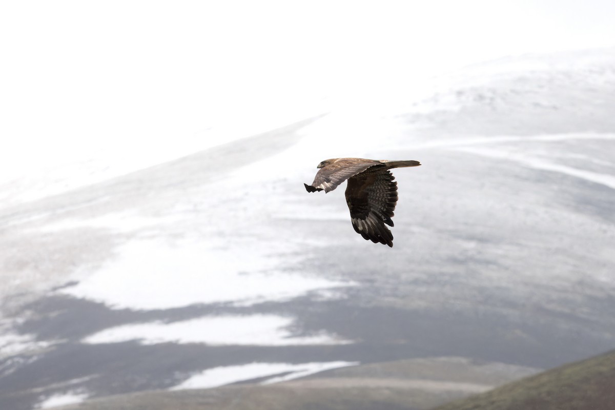 Upland Buzzard - ML646073823