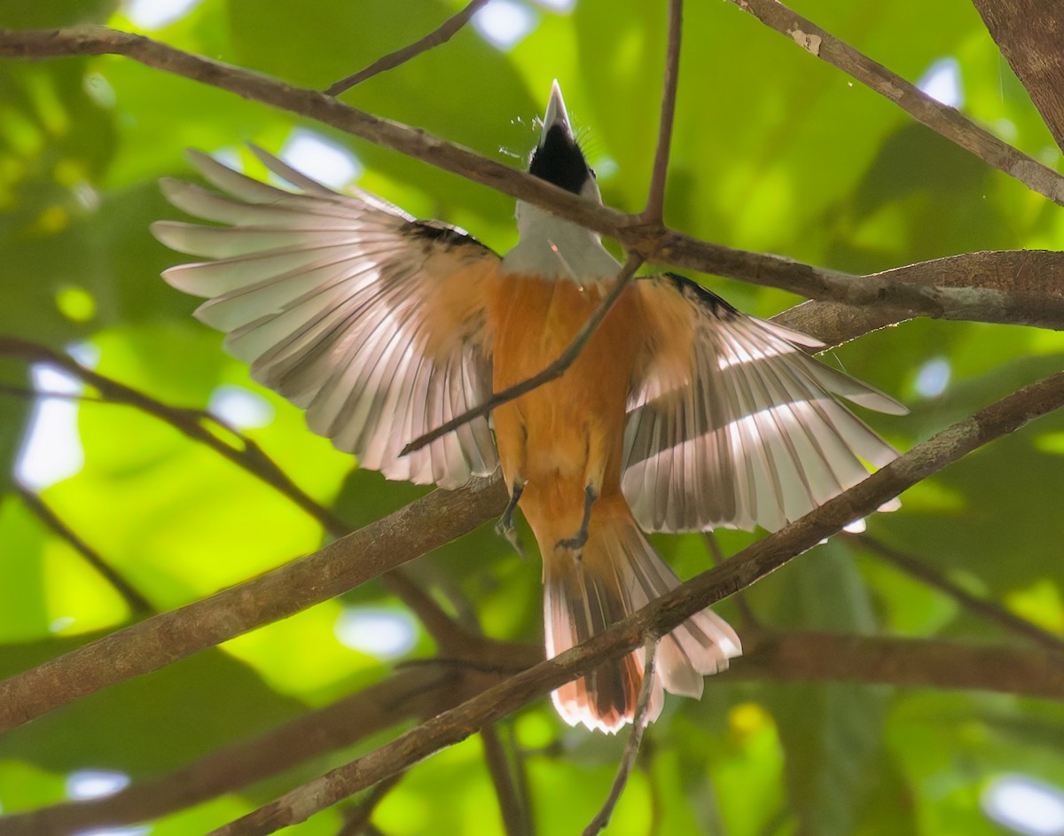 Black-winged Monarch - ML646073824