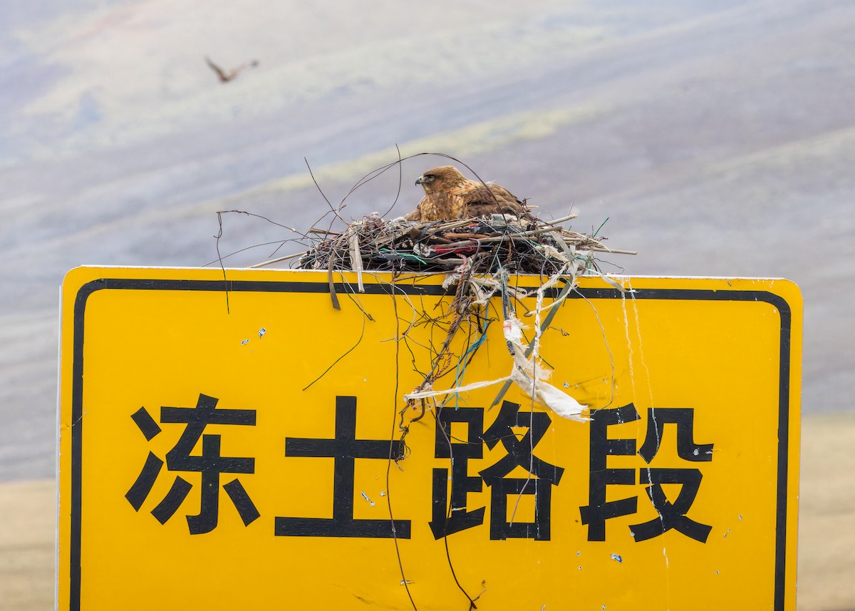 Upland Buzzard - ML646073825