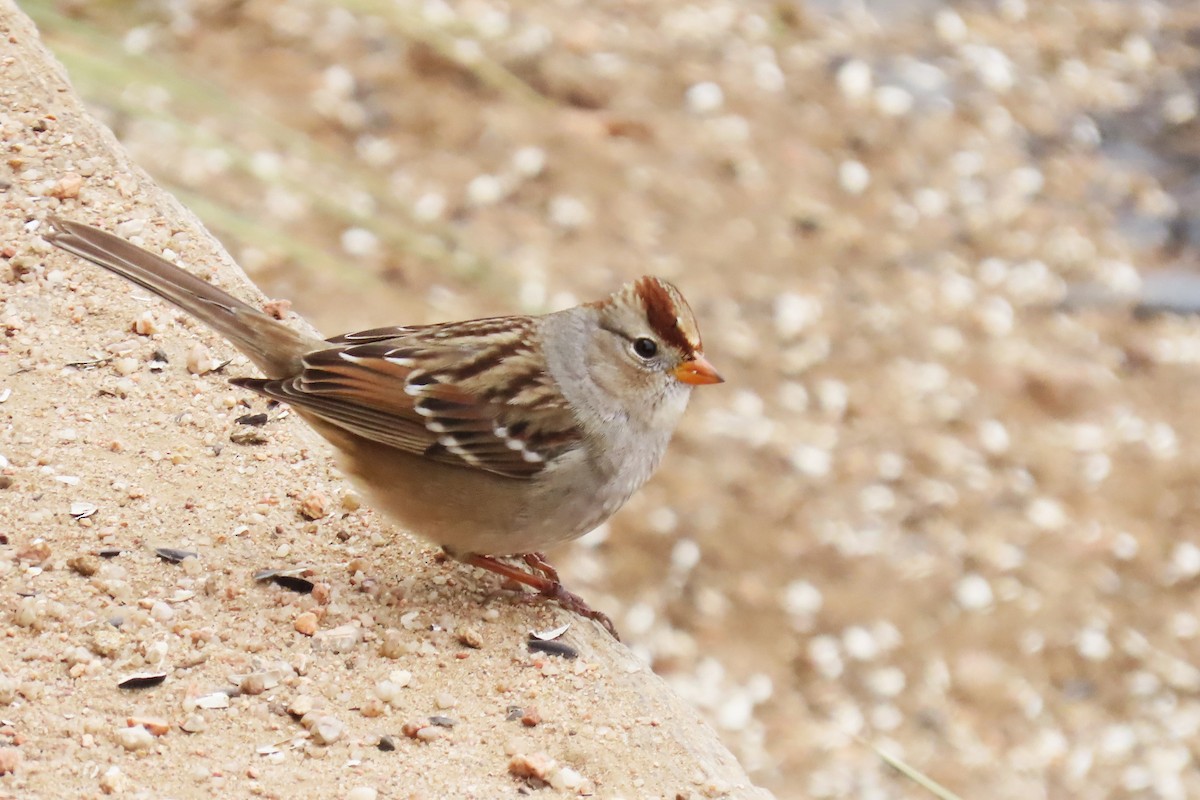 strnadec bělopásý - ML646073826