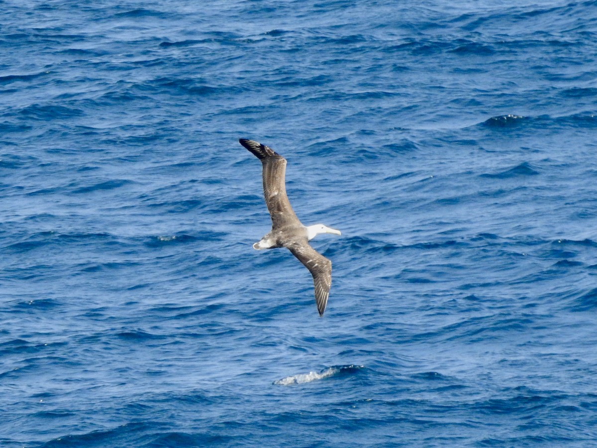 Waved Albatross - ML646073831