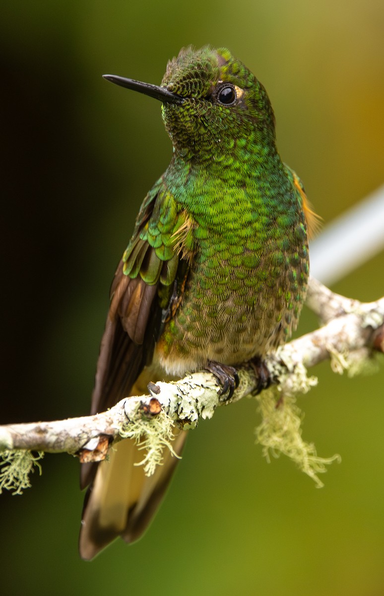 Buff-tailed Coronet - ML646073832