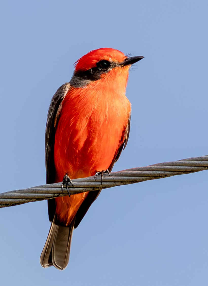 Vermilion Flycatcher - ML646073833
