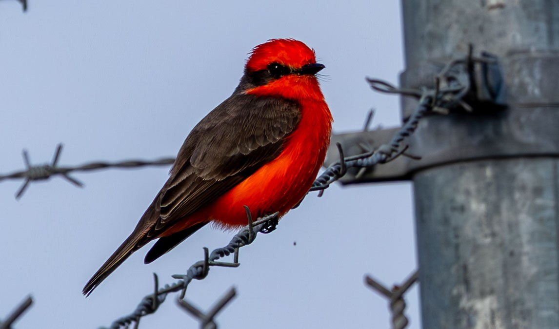 Vermilion Flycatcher - ML646073834