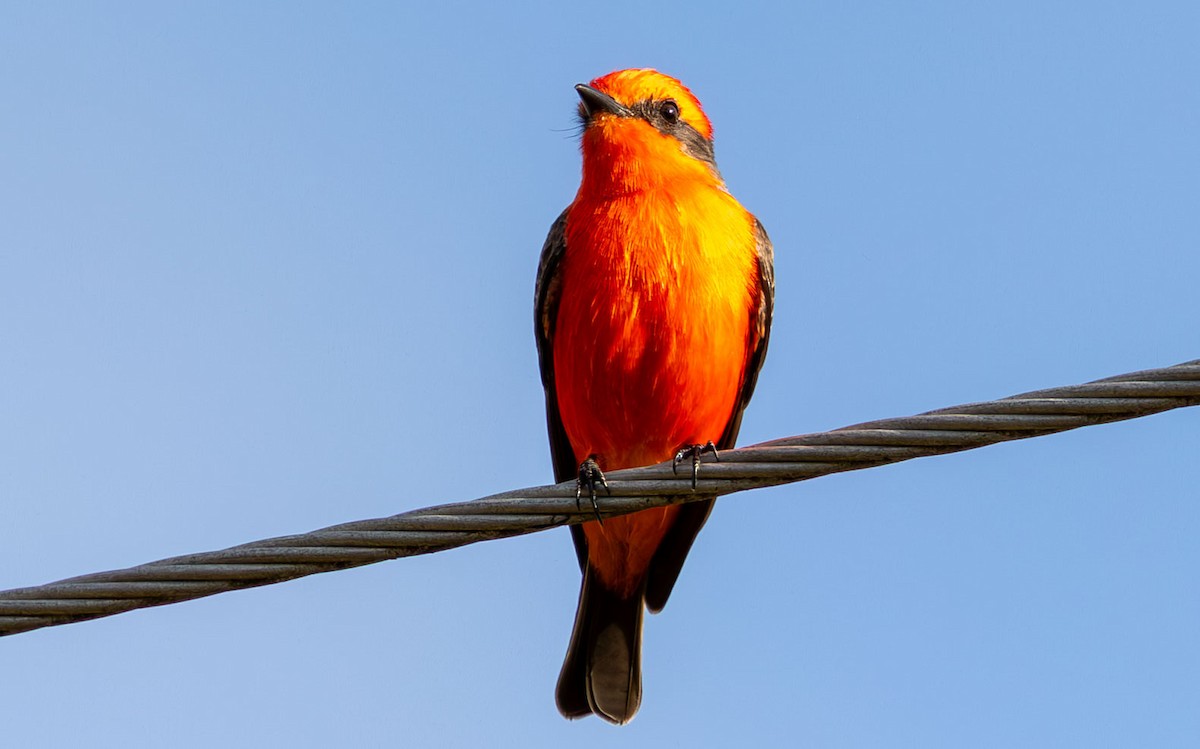 Vermilion Flycatcher - ML646073835