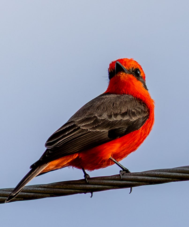 Vermilion Flycatcher - ML646073837
