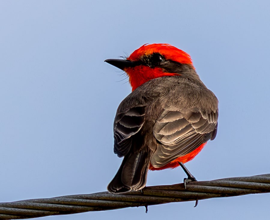 Vermilion Flycatcher - ML646073838