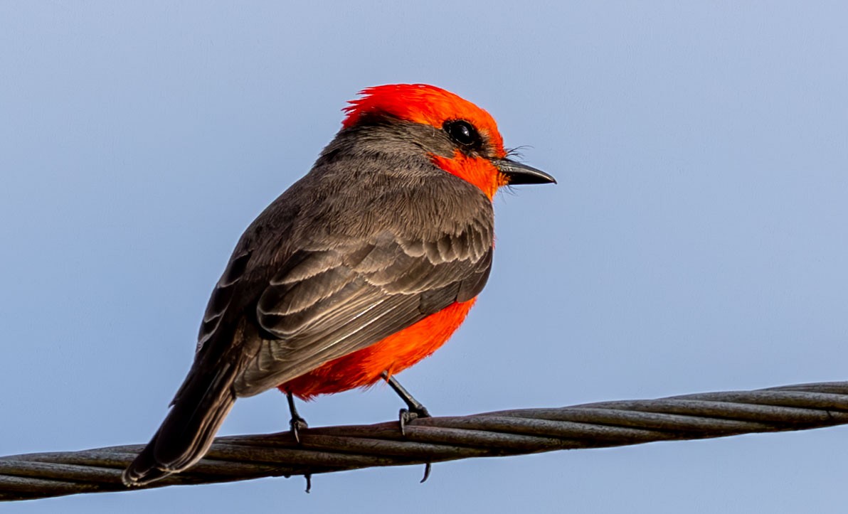 Vermilion Flycatcher - ML646073839