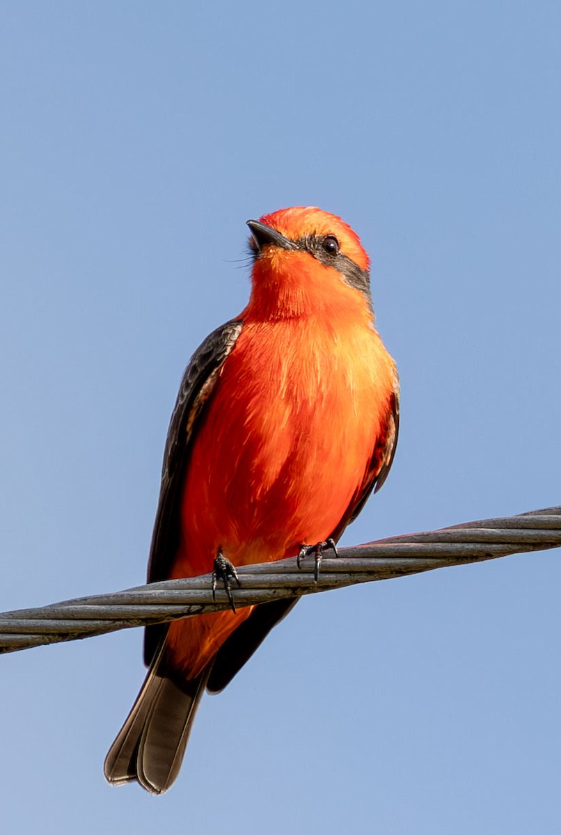 Vermilion Flycatcher - ML646073841