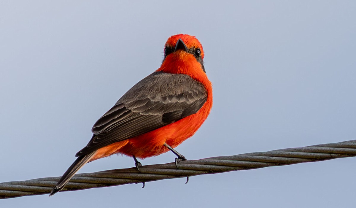 Vermilion Flycatcher - ML646073843
