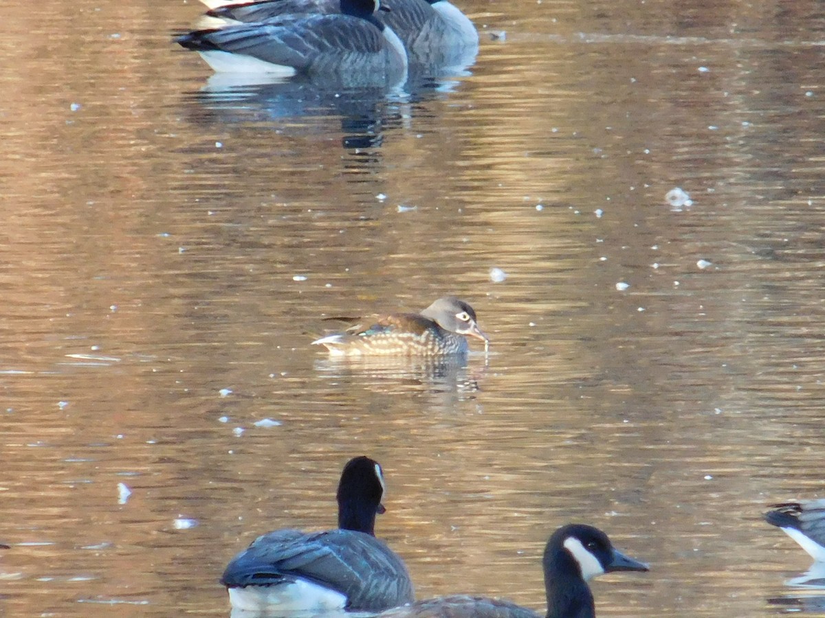 Wood Duck - ML646073844