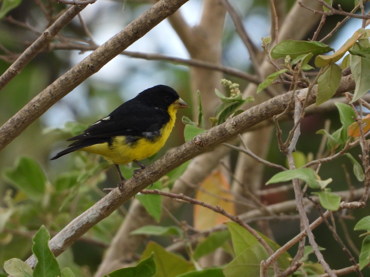 Lesser Goldfinch - ML646073845