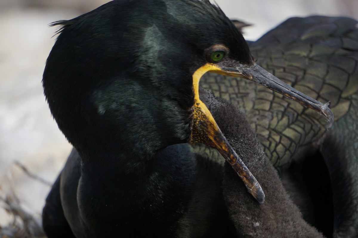 European Shag - ML646073849