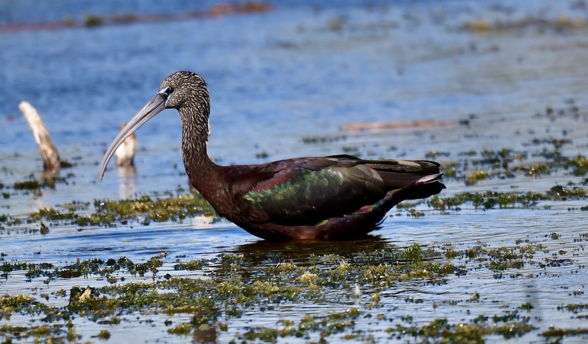 Glossy Ibis - ML646073850