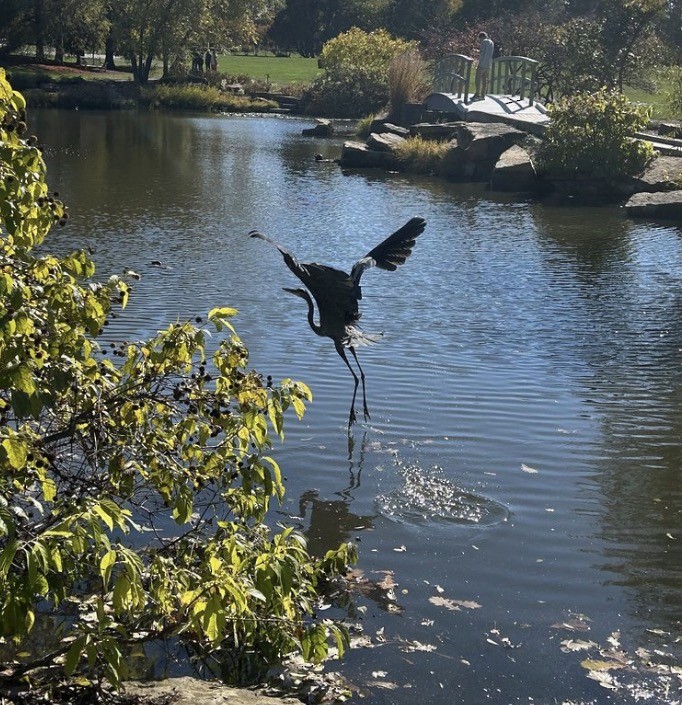 Great Blue Heron (Great Blue) - ML646073853