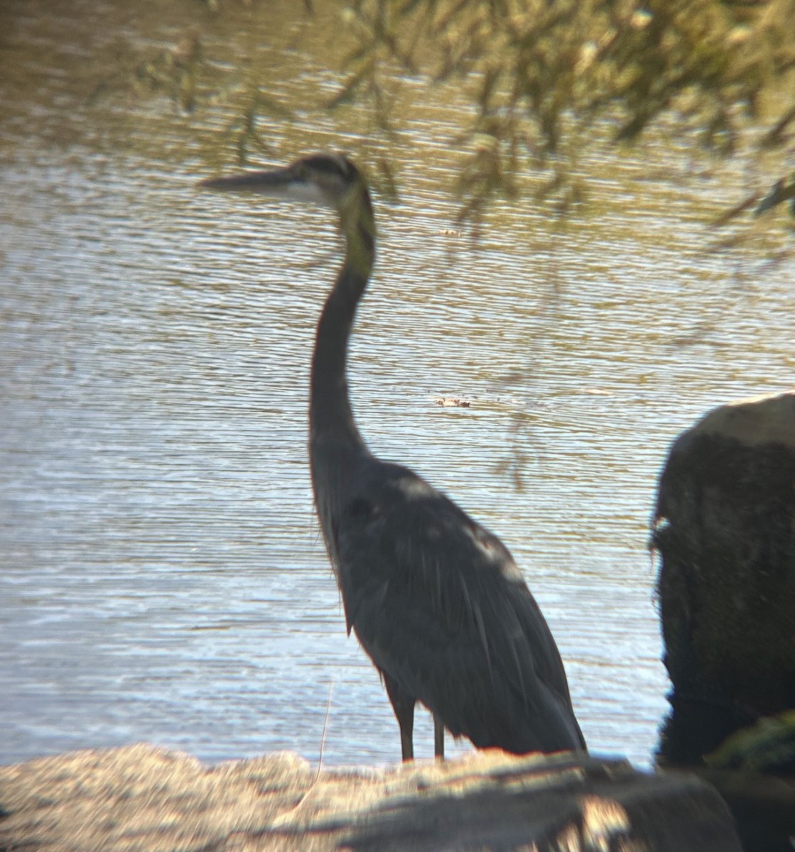 Great Blue Heron (Great Blue) - ML646073854
