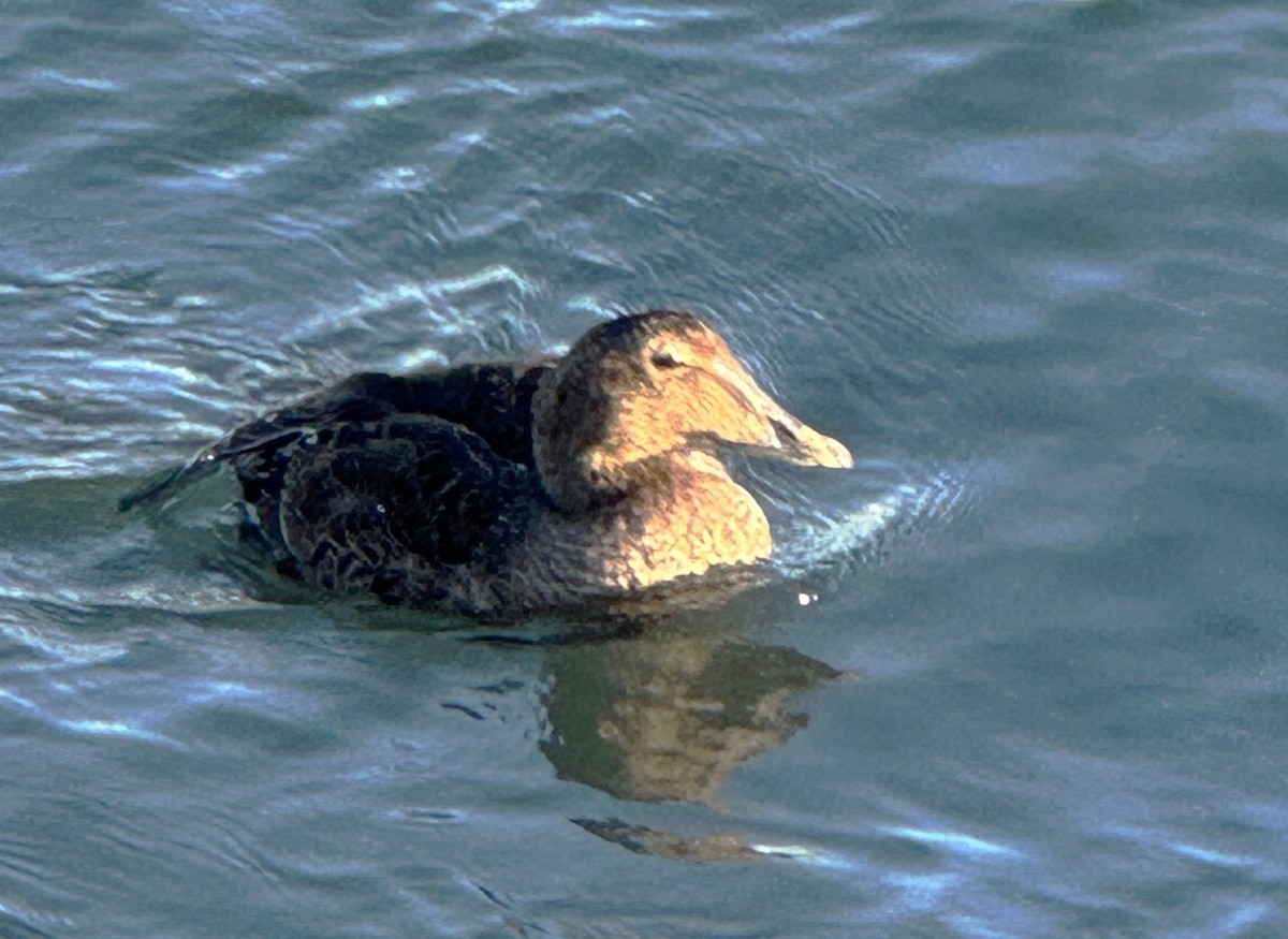 Common Eider - ML646073863