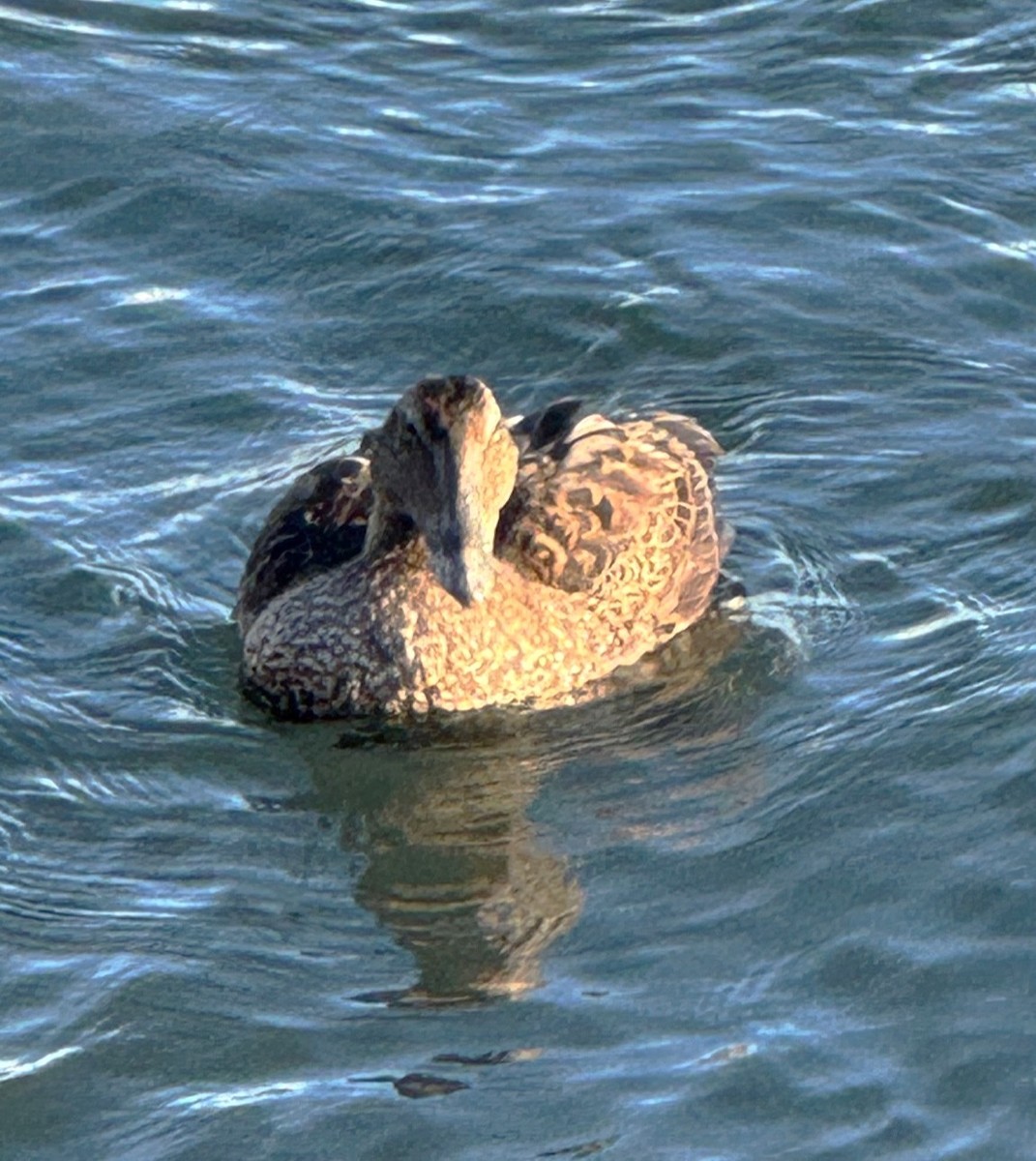 Common Eider - ML646073864