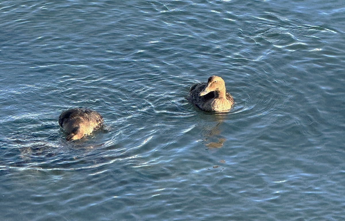 Common Eider - ML646073865