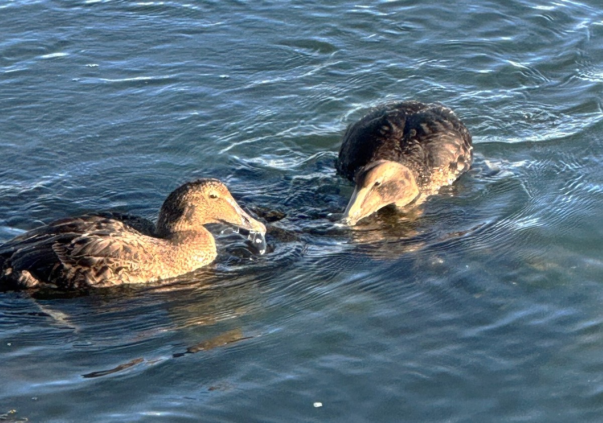 Common Eider - ML646073866