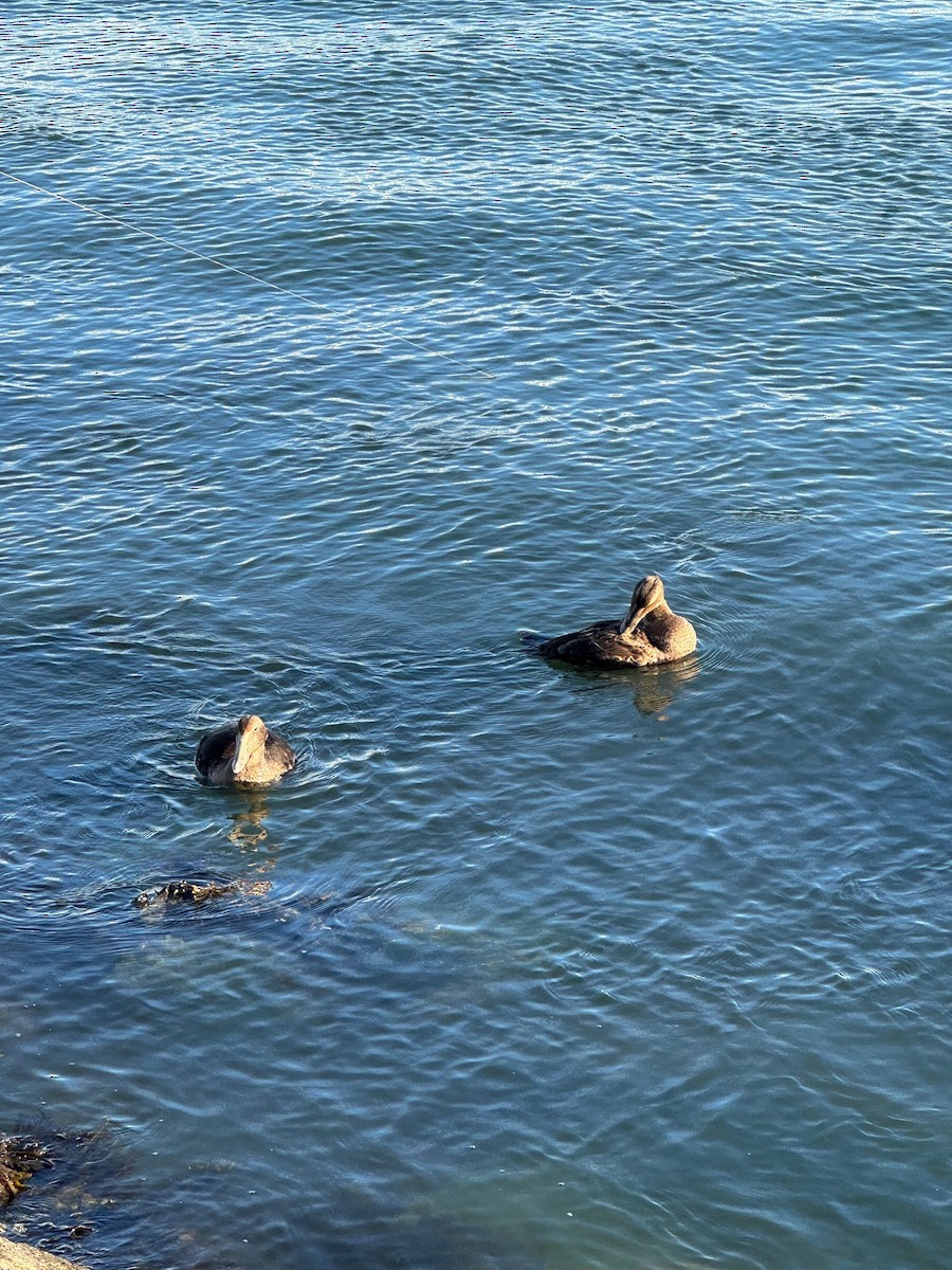 Common Eider - ML646073867