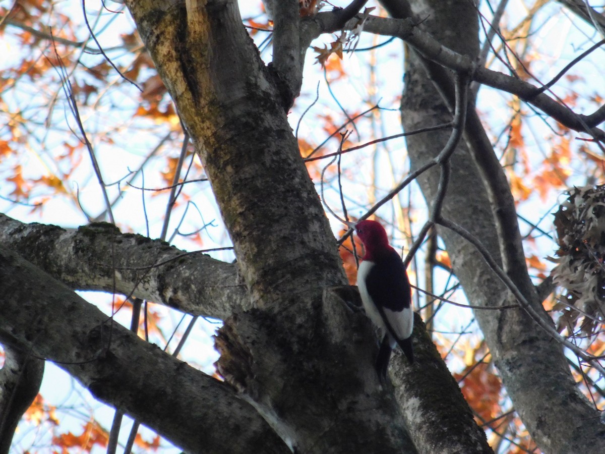 Red-headed Woodpecker - ML646073868