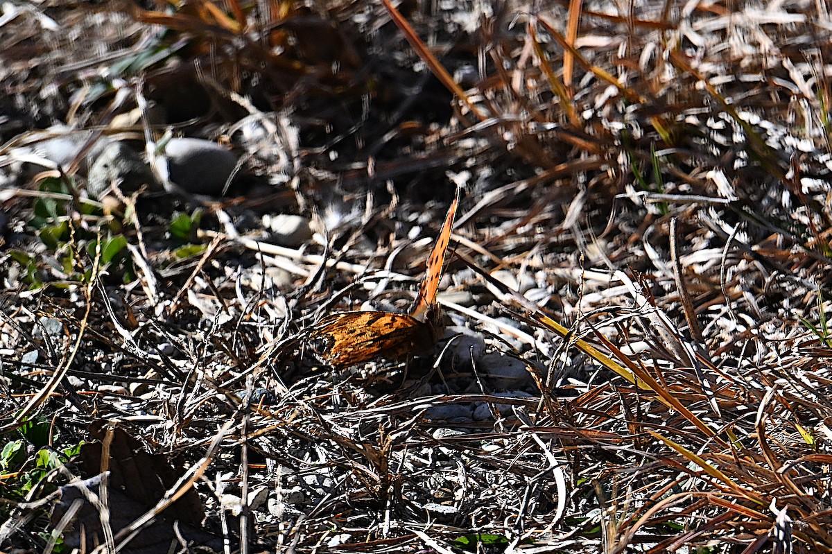 Eastern Comma - ML646073869