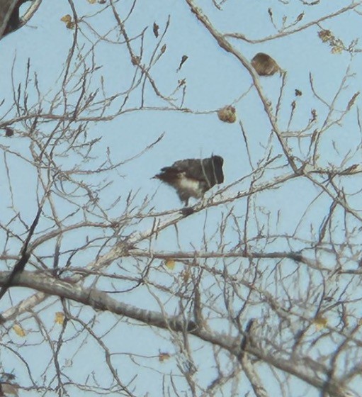 Red-tailed Hawk (borealis) - ML646073870