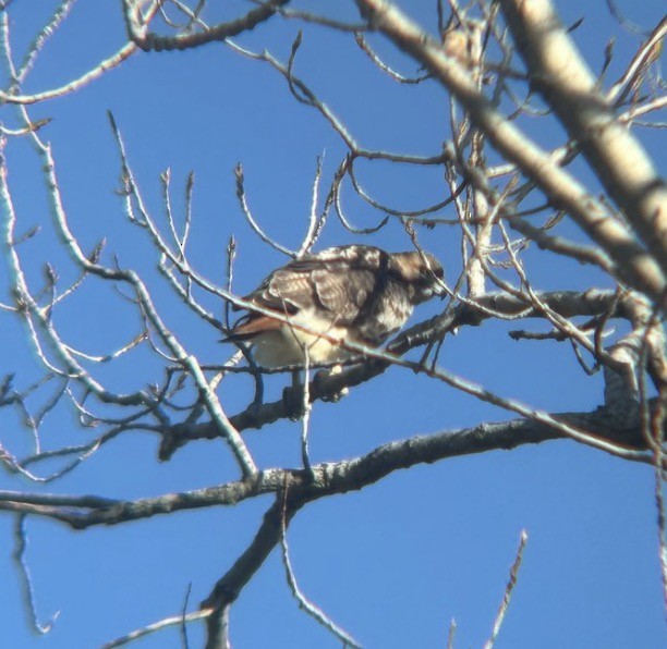 Red-tailed Hawk (borealis) - ML646073871