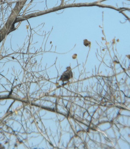 Red-tailed Hawk (borealis) - ML646073872