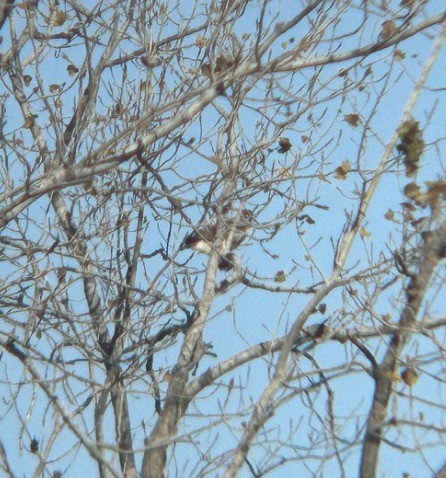 Red-tailed Hawk (borealis) - ML646073873