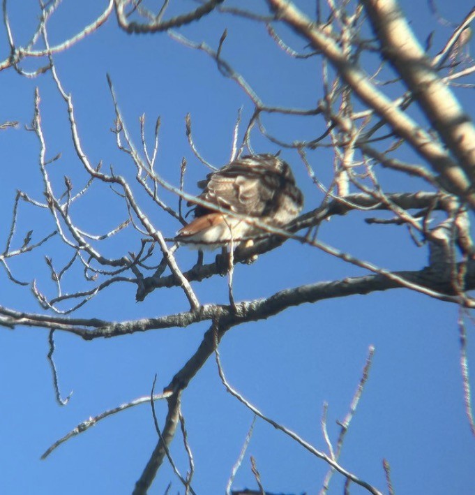 Red-tailed Hawk (borealis) - ML646073874