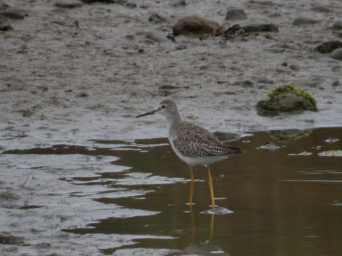 Lesser Yellowlegs - ML646073877