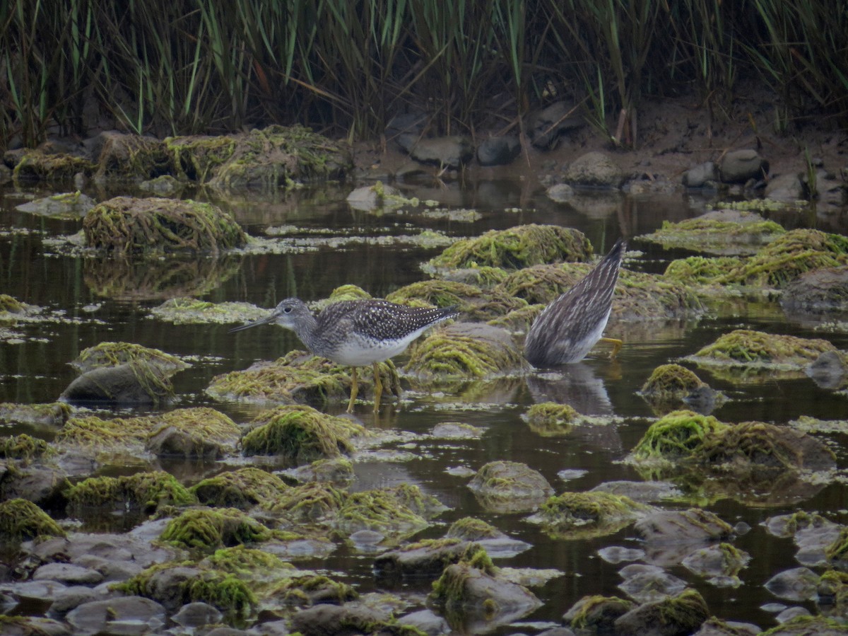 Greater Yellowlegs - ML646073880