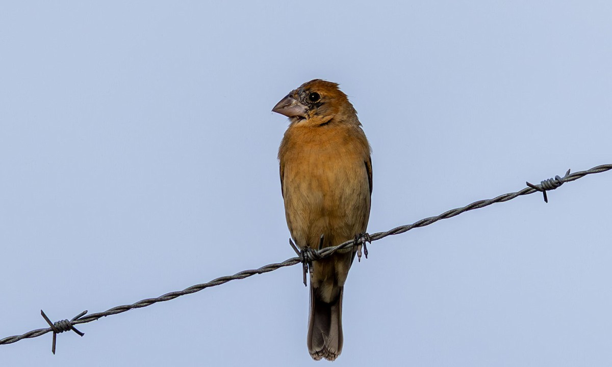 Blue Grosbeak - ML646073882