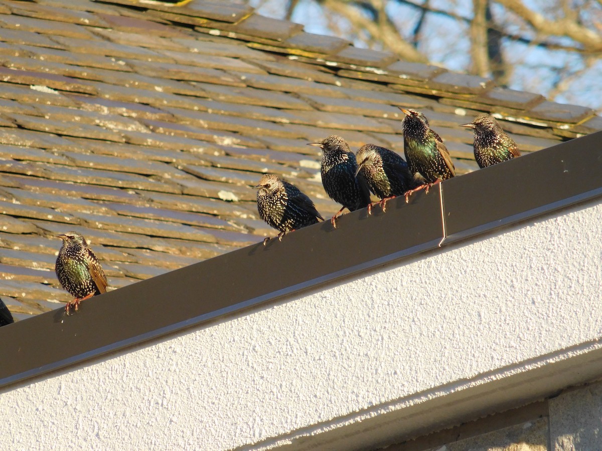 European Starling - ML646073883