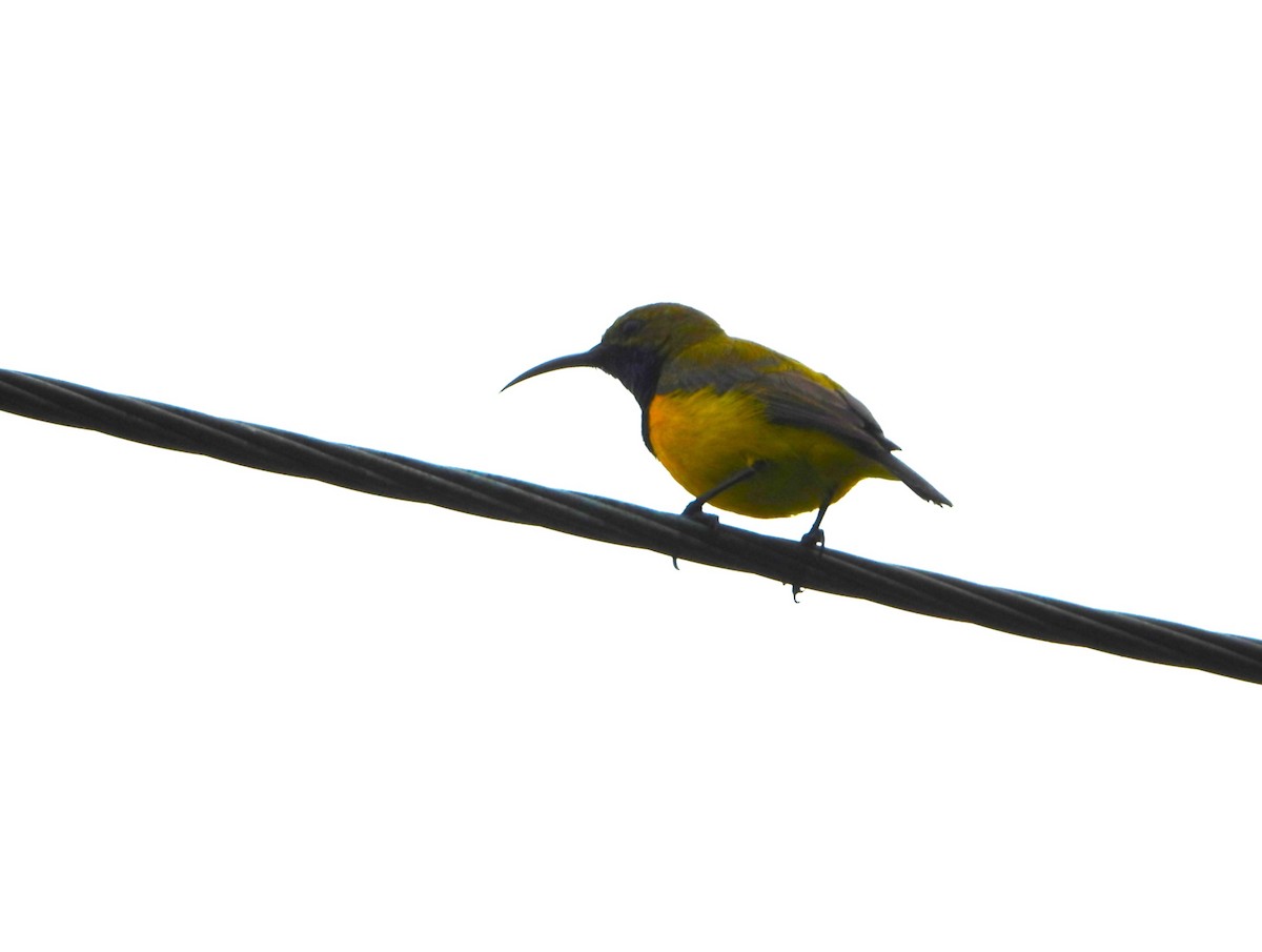 Sahul Sunbird - ML646073884
