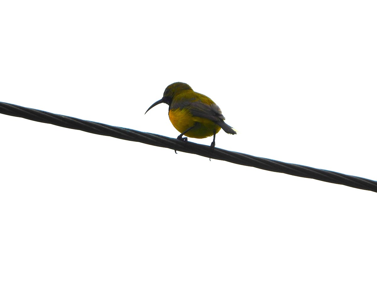 Sahul Sunbird - ML646073885